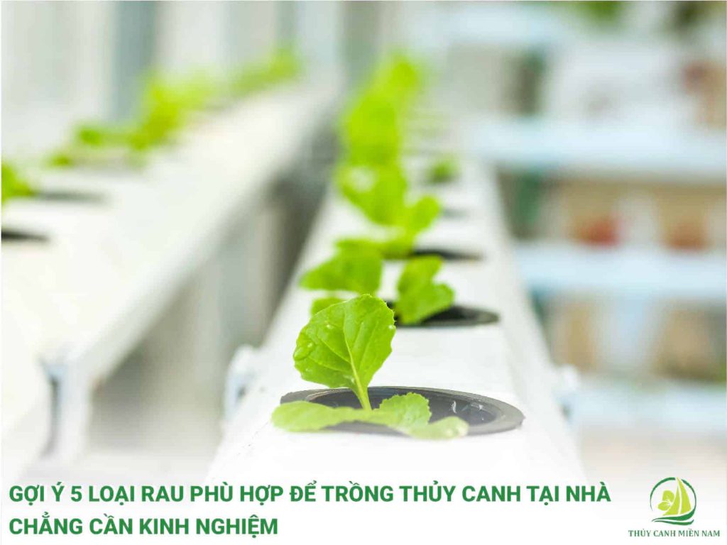 Gợi ý các loại rau thủy canh phù hợp để trồng thủy canh tại nhà chẳng cần kinh nhiệm