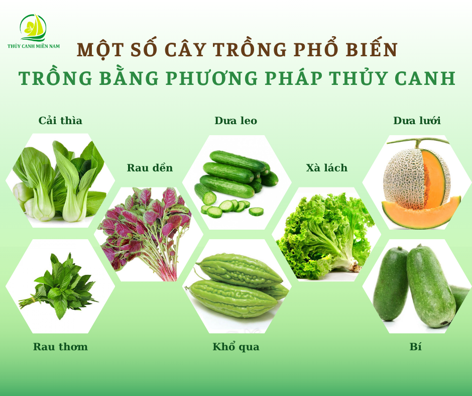 Một số cây trồng phổ biến bằng thủy canh