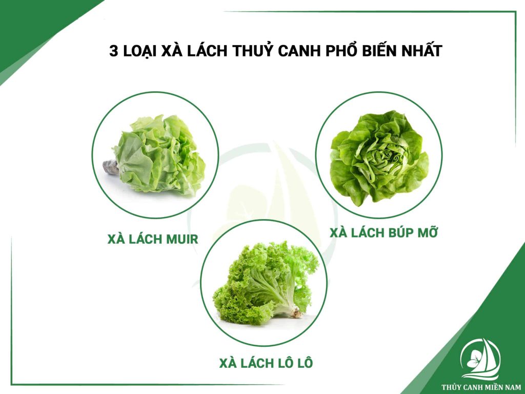 Các loại rau thủy canh, như ra xà lách thủy canh phổ biến nhất hiện nay