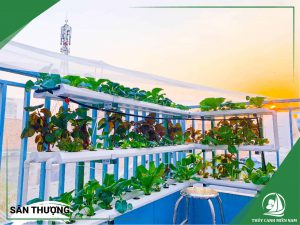 Thiết kế thi công vườn rau sân thượng