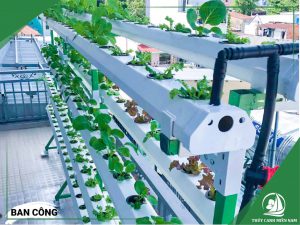 Thiết kế thi công vườn rau ban công