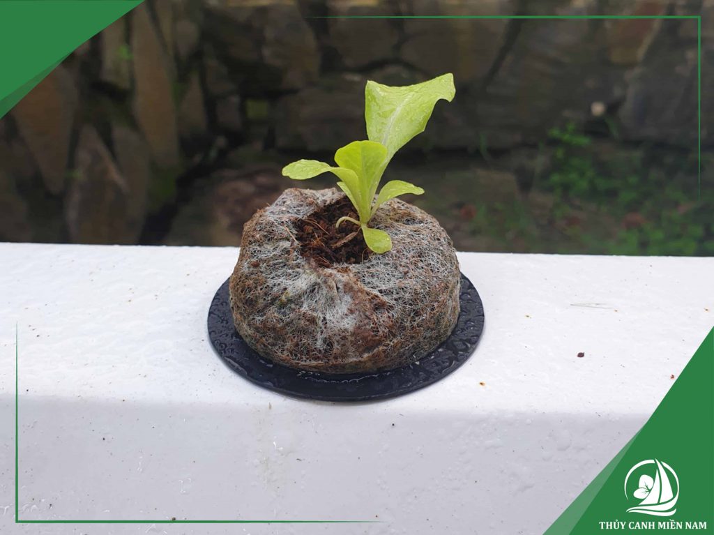 Giá thể xơ dừa có bầu ươm lớn, rất mát nên thuận lợi cho sự phát triển của cây con