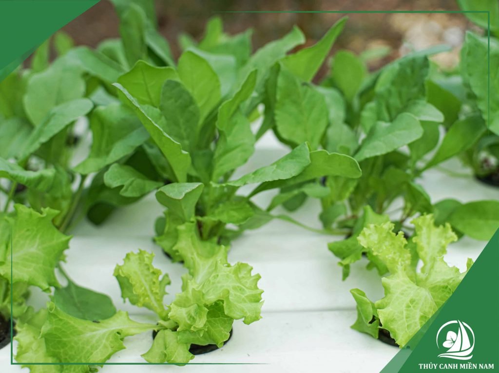 Khoảng cách giữa các lỗ trên giàn trồng rau thủy canh vừa đủ để cây phát triển tốt.