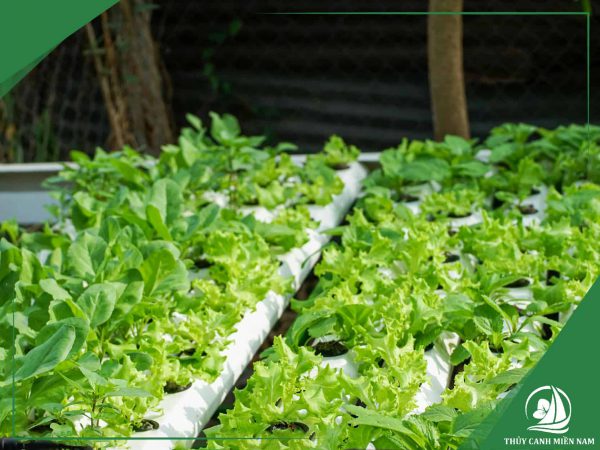 thiết kế thi công vườn rau sân vườn