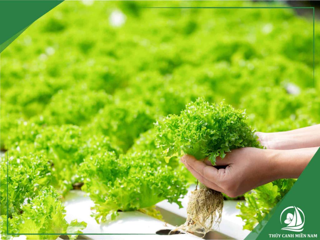 trồng rau xà lách thủy canh để thu hoạch được nhiều lần nhất