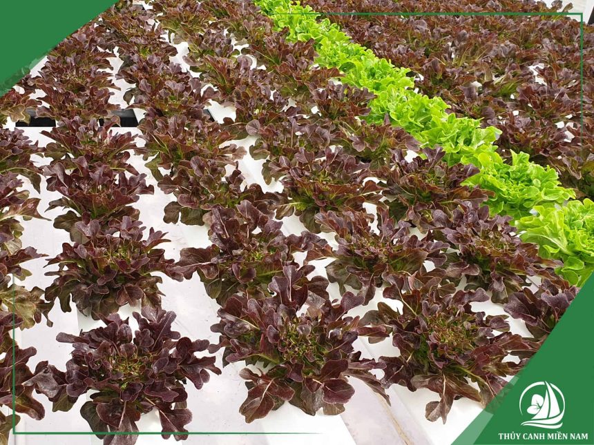 thiet-ke-thi-cong-vuon-rau-thuy-cang-dang-minifarm