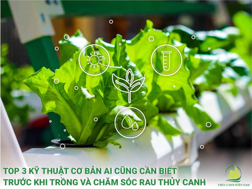 Những kỹ thuật trồng và chăm sóc rau thủy canh cơ bản cho vườn rau sạch tại nhà