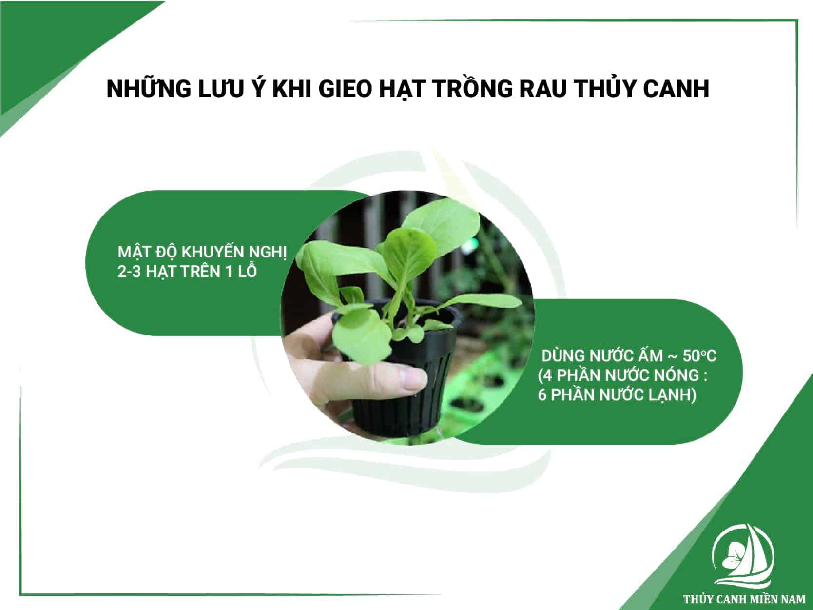 Những lưu ý khi gieo hạt trồng rau thủy canh