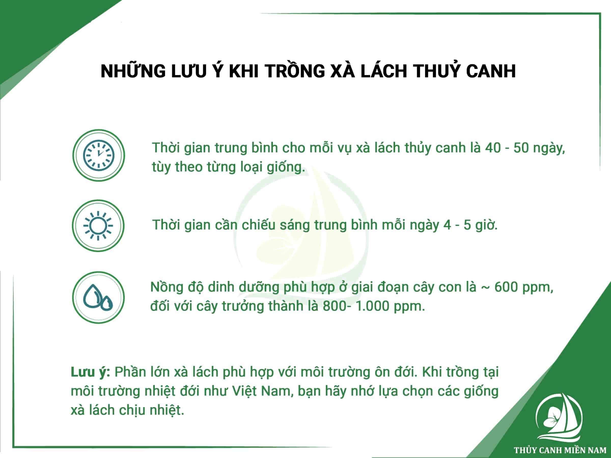 Những thông số cần lưu ý khi trồng rau xà lách thủy canh