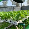 Hình ảnh mô hình vườn rau thủy canh mini farm