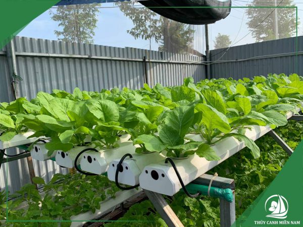 Hình ảnh mô hình vườn rau thủy canh mini farm