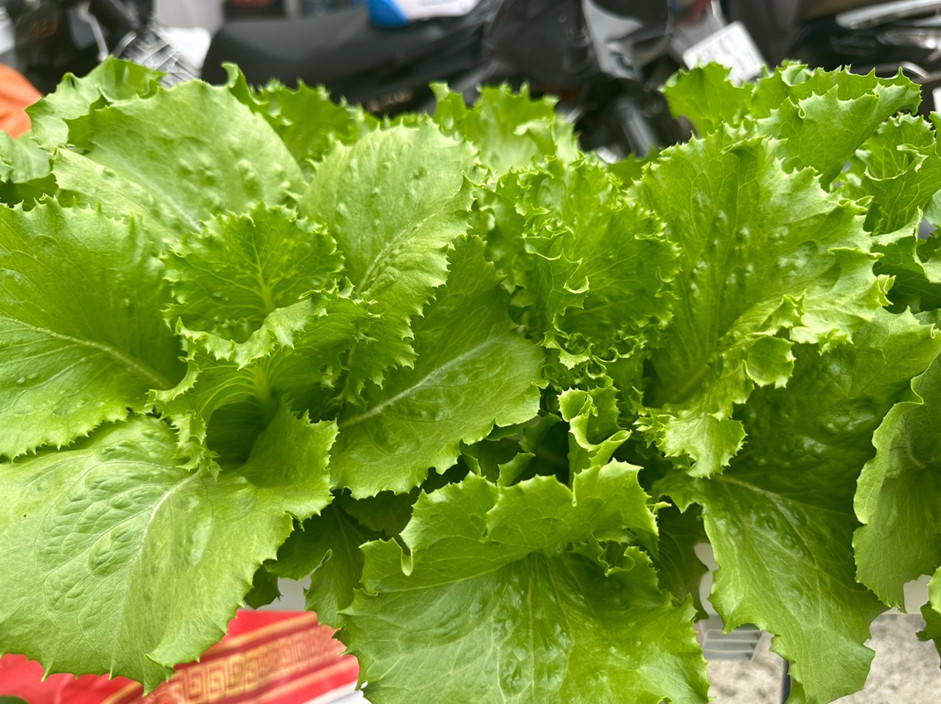 Rau trồng trên giàn thuỷ canh bán chữ A đón đủ nắng, phát triển tươi tốt