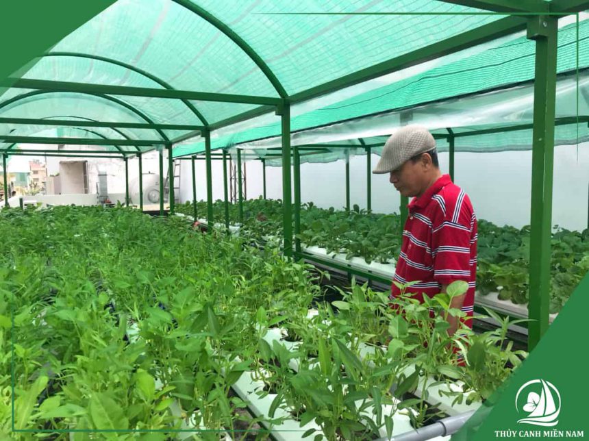 Thi công vườn rau sân thượng nhà anh Cường