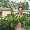 Khách hàng sử dụng dịch vụ thi công vườn rau nhà phố của Thuỷ Canh Miền Nam
