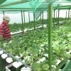Thủy Canh Miền Nam đồng hành cùng khách hàng canh tác thủy canh hiệu quả