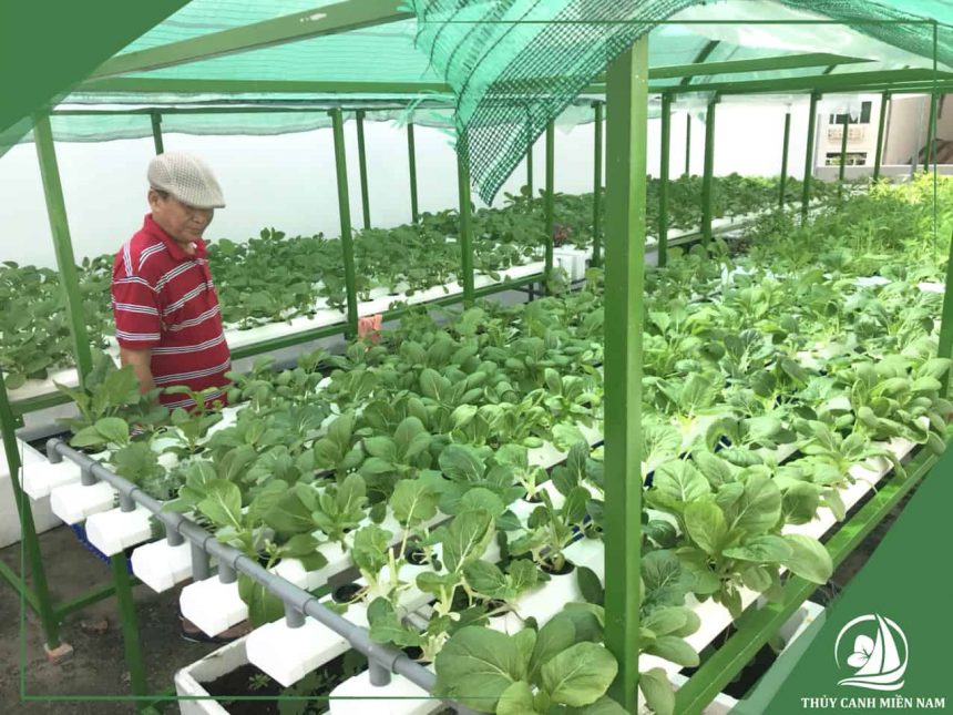 Thủy Canh Miền Nam đồng hành cùng khách hàng canh tác thủy canh hiệu quả