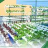 Sân thượng sử dụng giàn trải ngang kết hợp áp tường giúp tăng năng suất