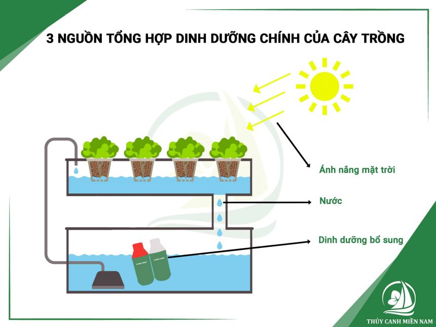 3-nguon-tong-hop-dinh-duong-cua-cay-trong-bang-phuong-phap-thuy-canh