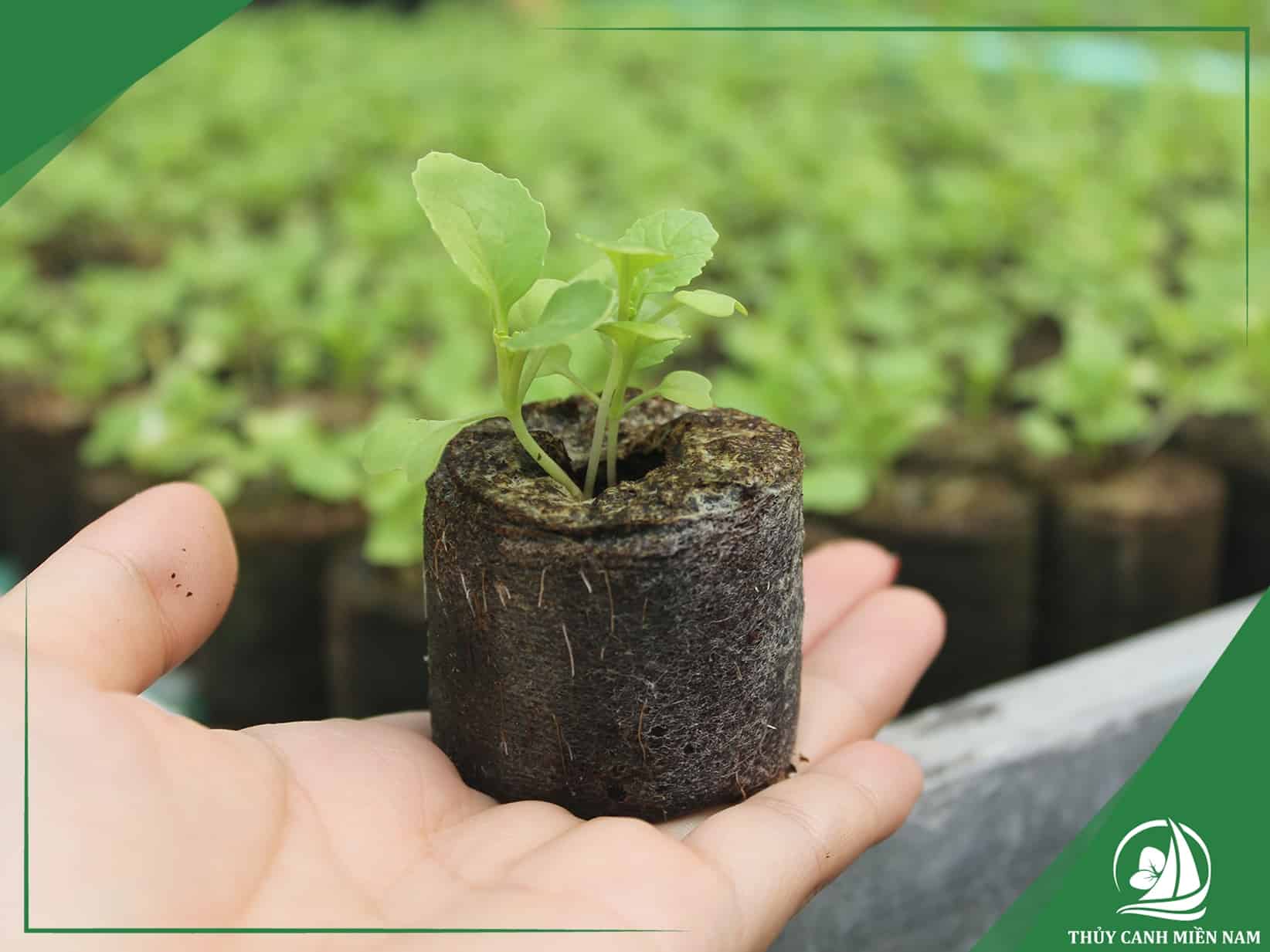 Ươm giống cây trồng trên ban công bằng viên nén xơ dừa
