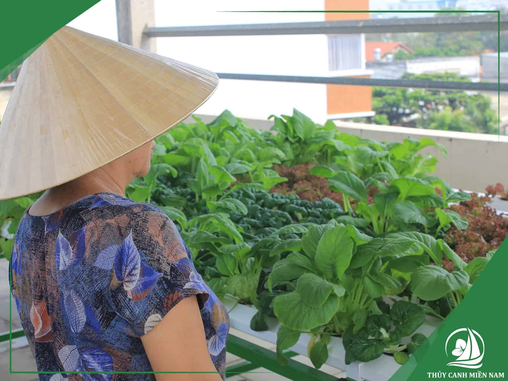 Vườn rau thuỷ canh trên sân thượng đẹp
