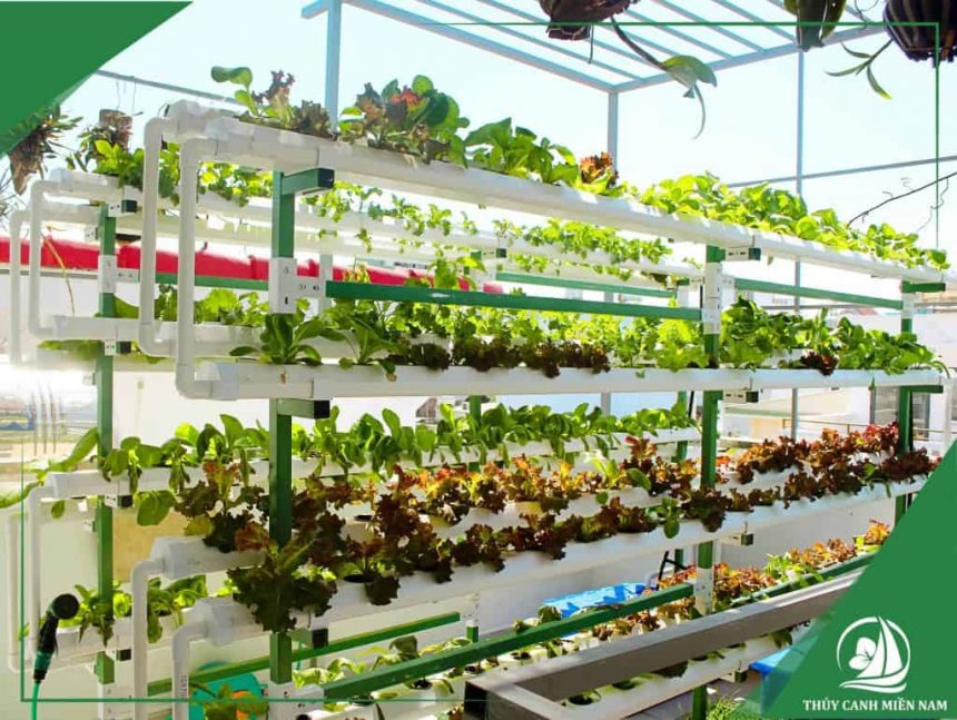 Giàn thủy canh áp tường tiết kiệm diện tích