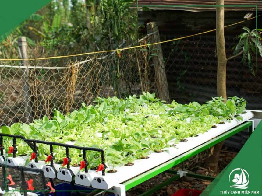 Giàn thủy canh trải ngang đón nắng tốt nhất
