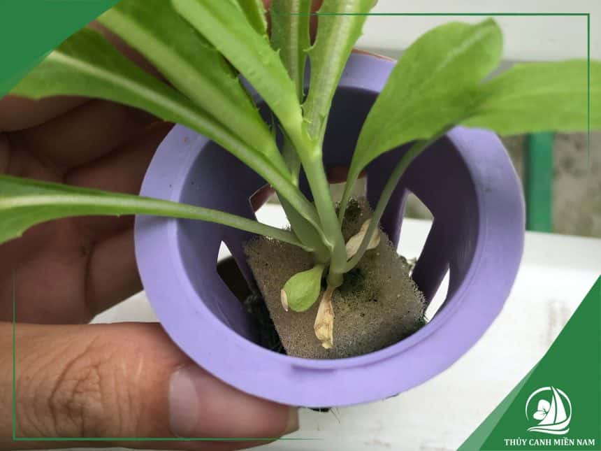 Rọ nhựa cí kích thước phù hợp giúp cây sinh trưởng tốt