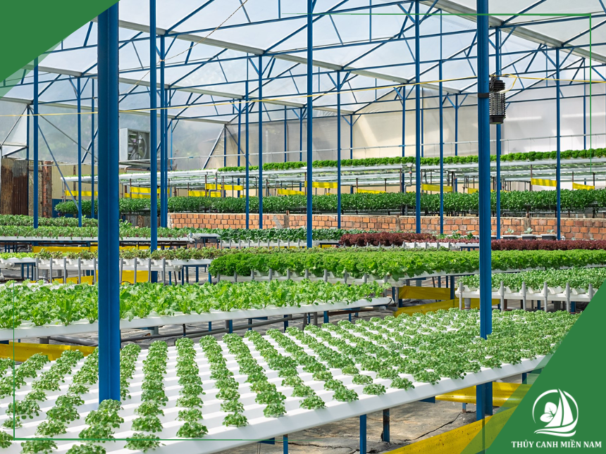Dịch vụ xây dựng trọn gói farm thủy canh