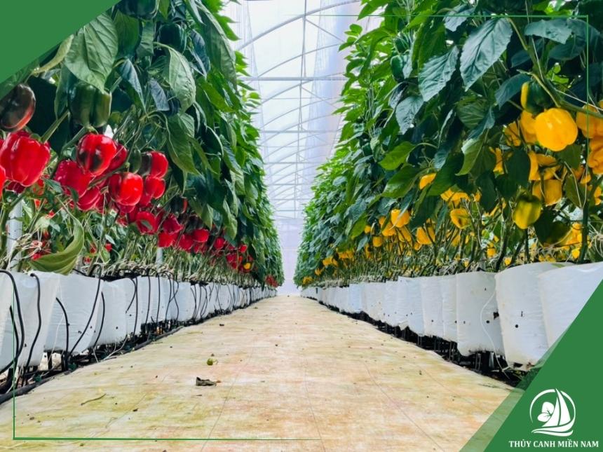 Công dụng túi giá thể