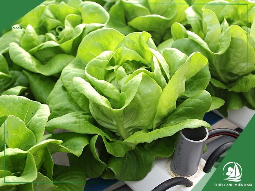 rau xà lách búp thủy canh