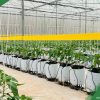 túi giá thể trồng dưa lưới