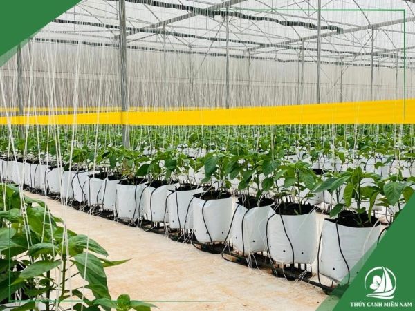 túi giá thể trồng dưa lưới