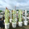 Trụ đứng trồng rau thông minh
