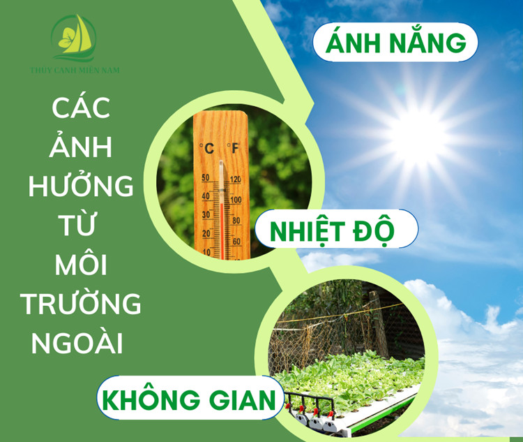 yeu-to-moi-truong-co-ban-co-the-giup-cay-phat-trien