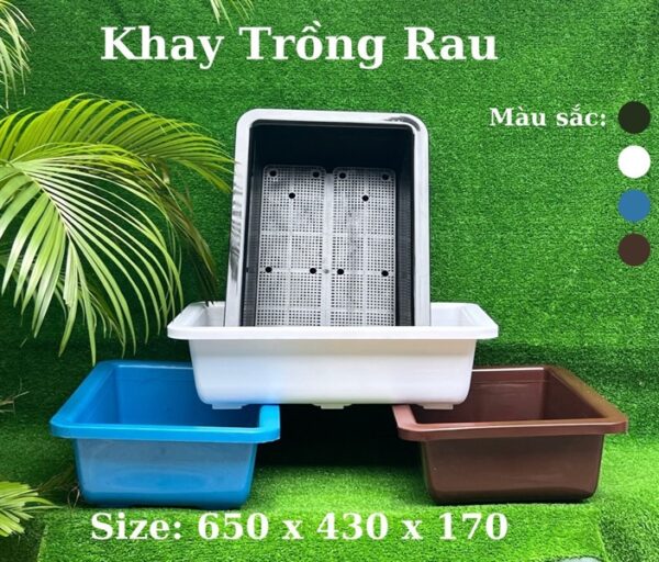 chậu khay nhựa trồng rau