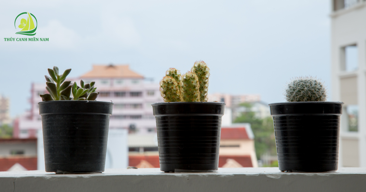 Cây xương rồng trồng trên ban công